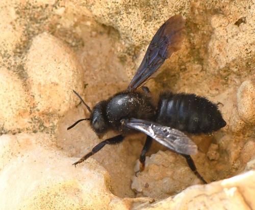 Réf. 227 924 : Megachile parietina